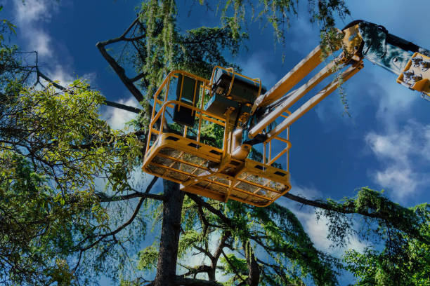 Best Tree Disease Treatment  in Interlachen, FL